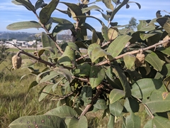 Qualea