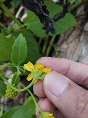 Wollastonia biflora