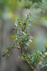 Vaccinium meridionale