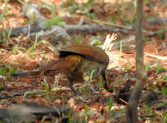 Cichladusa arquata
