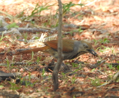 Cichladusa arquata