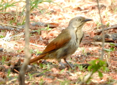 Cichladusa arquata