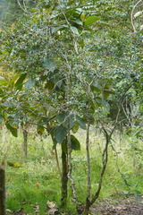 Vaccinium meridionale