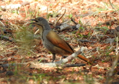 Cichladusa arquata