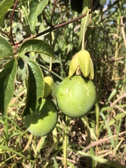 Passiflora cincinnata