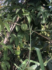 Passiflora cincinnata