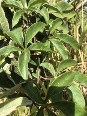 Passiflora cincinnata