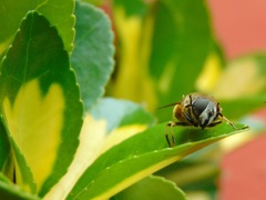 Eristalis croceimaculata