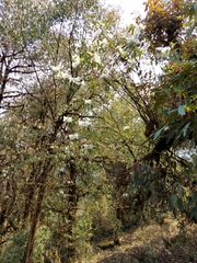 Rhododendron lindleyi