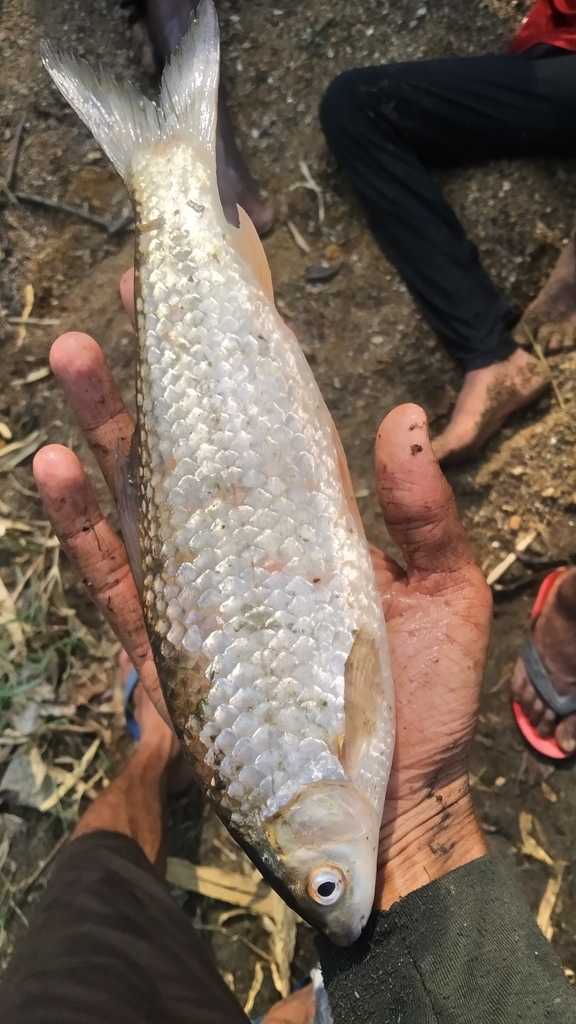 Reba carp (Cirrhinus reba) — Cyprinidae