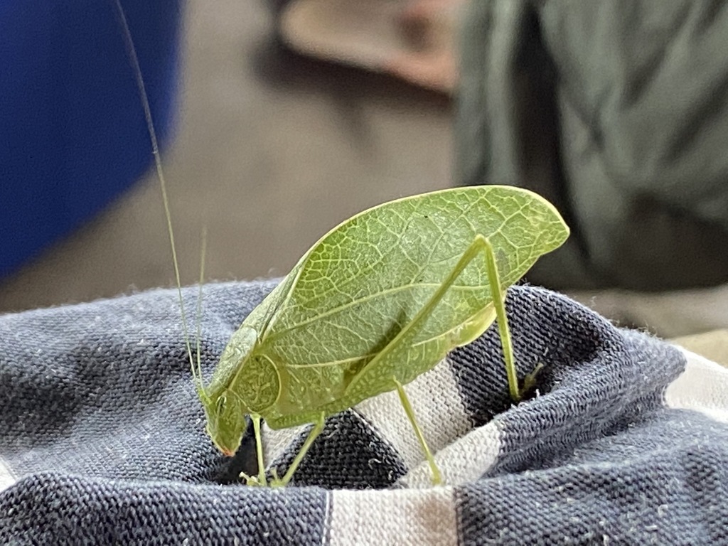 Lesne's Oblong-eyed Katydid