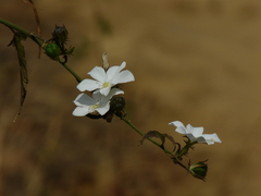 Hibiscus hirtus