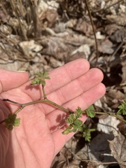 Ceratocapnos claviculata