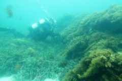 Amphibolis griffithii