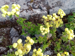 Calceolaria sericea