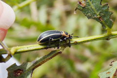 Eudiagogus episcopalis