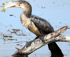 Monodactylidae