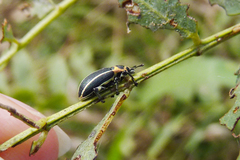 Eudiagogus episcopalis