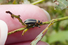 Eudiagogus episcopalis