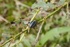 Eudiagogus episcopalis