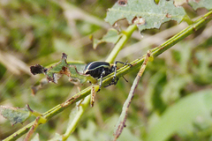 Eudiagogus episcopalis