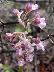 Anacamptis × feinbruniae