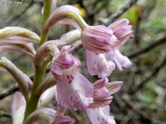 Anacamptis × feinbruniae