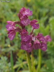 Anacamptis × feinbruniae