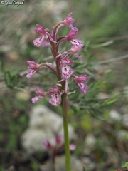 Anacamptis × feinbruniae