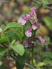 Anacamptis × feinbruniae