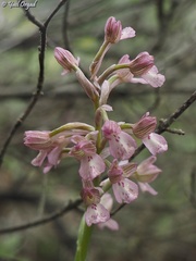 Anacamptis × feinbruniae