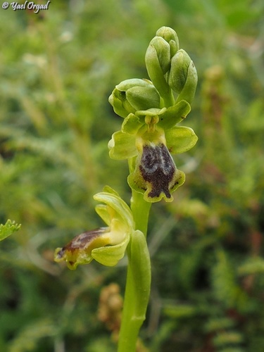 Yellow Bee-orchid