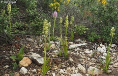 Orchis galilaea