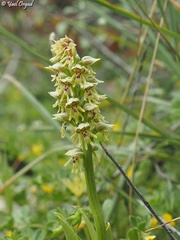 Orchis galilaea