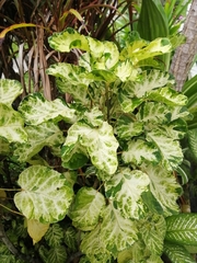 Polyscias balfouriana