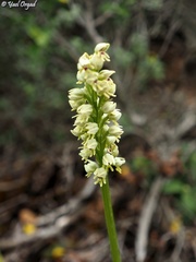 Orchis galilaea