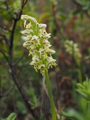 Orchis galilaea