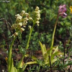 Orchis galilaea