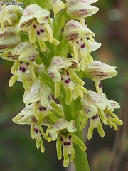 Orchis galilaea