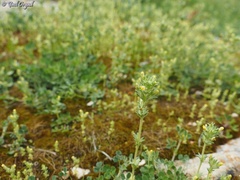 Parentucellia flaviflora