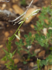 Polygala monspeliaca