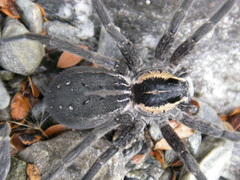 Dolomedes aquaticus