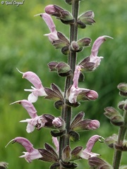 Salvia hierosolymitana