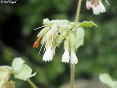 Symphytum brachycalyx