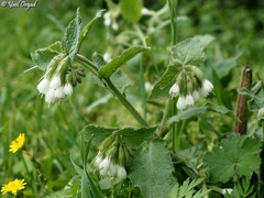 Symphytum brachycalyx