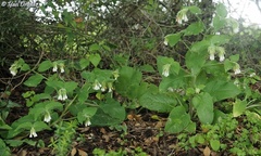 Symphytum brachycalyx