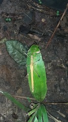 Pseudophasma blanchardi