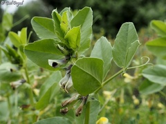 Vicia galilaea