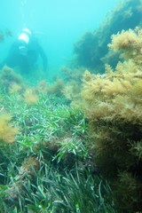 Amphibolis griffithii