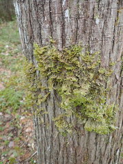 Neckera pennata image